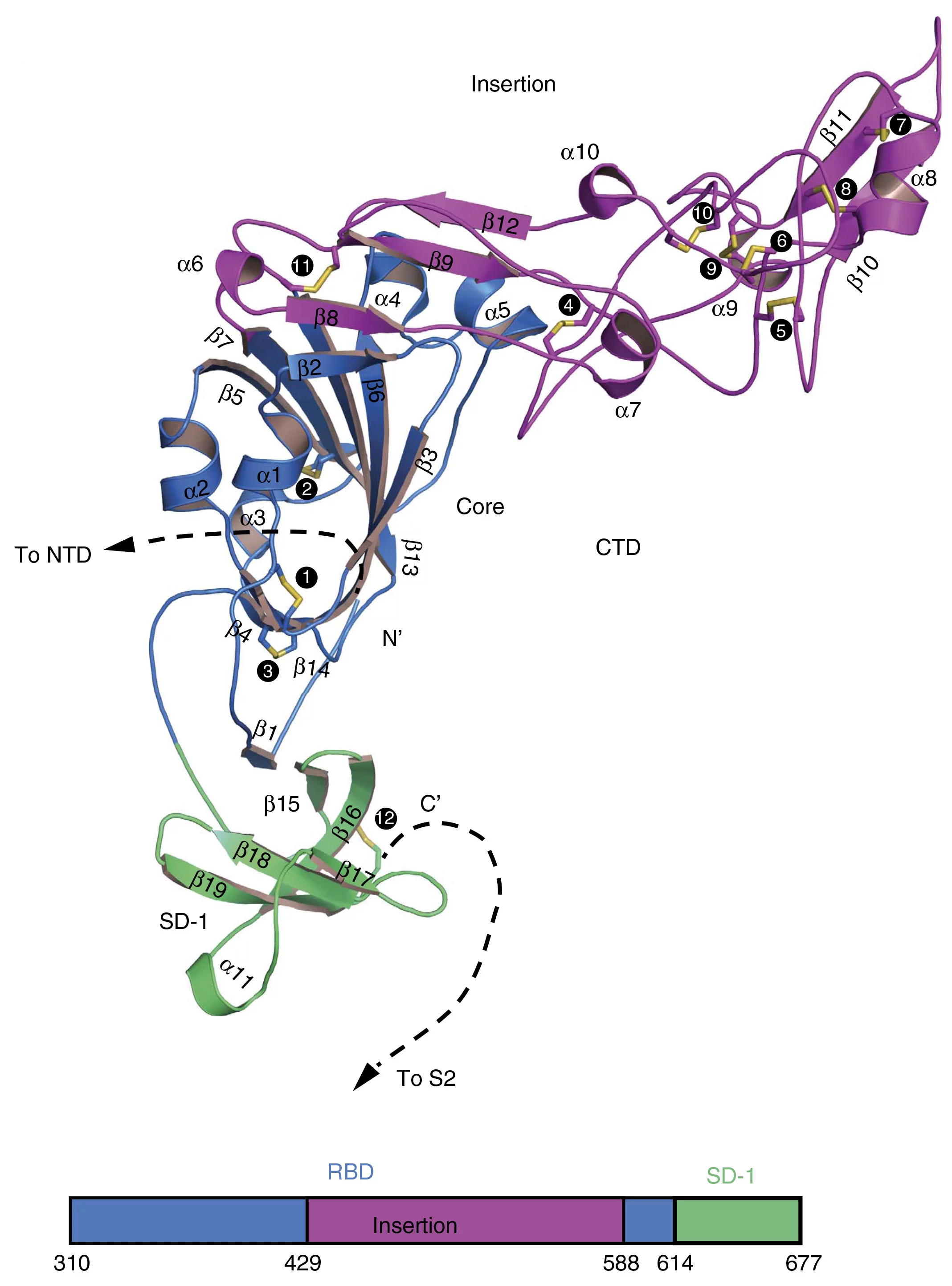 Structure of the HKU1 S1 protein with 12 disulfide bridges numbered and shown in yellow (taken from Ou et al [1]).