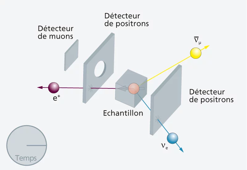 3. Le muon se désintègre en trois particules – le positron (e+) est émis préférentiellement en direction du moment magnétique du muon.