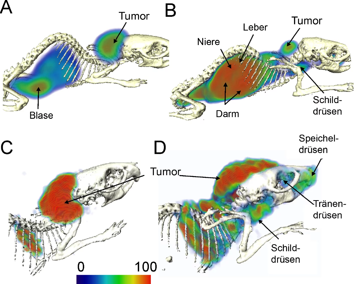 Kombinierte Single-Photon-Emissions­computer­tomo­graphie/CT Aufnahme von Mäusen mit Tumoren. Den Tieren wird zu Beginn der SPECT/CT Szintigrafie das mit Technetium markierte Vitamin B12 als Radiopharmakon in die Vene verabreicht. Das verwendete Radionuklid emittiert Gammastrahlung. Mehrere Gamma-Kameras rotieren um den Körper und detektieren die Strahlung aus unterschiedlichen Raumrichtungen. Gleichzeitig wird mittels Röntgenstrahlung auch noch eine CT-Aufnahme des Skeletts zur besseren, räumlichen Lokali…