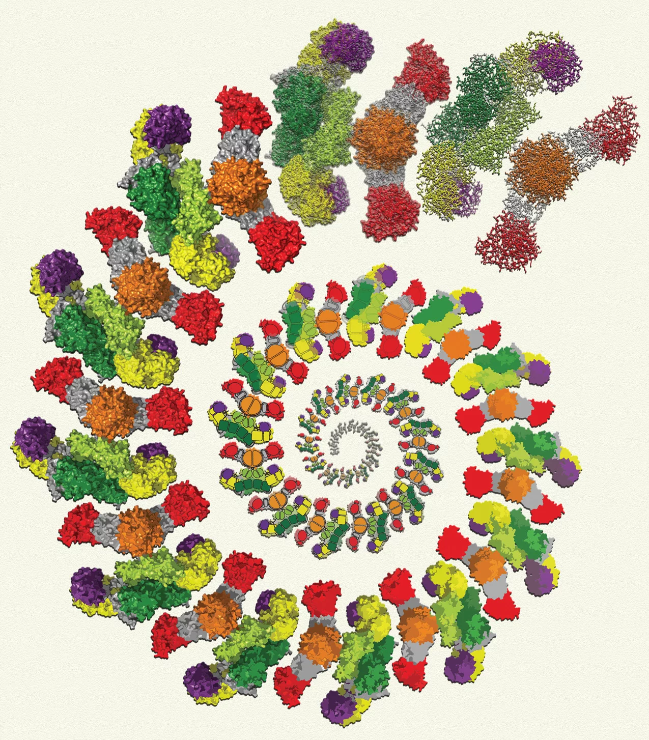 Darstellung der zyklischen Fettsäure-Herstellung durch die Fettsäure-Synthase der Säugetiere
