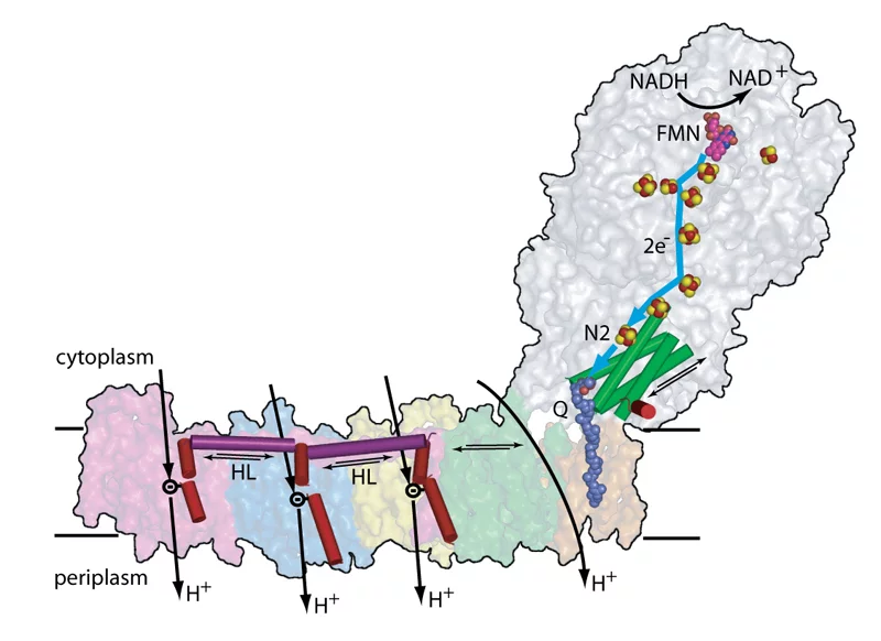 Komplex I der mitochondrialen Atmungskette: Funktionsweise nach der Beschreibung von Efremov, Baradaran und Sazanov. Der grosse Teil des Moleküls auf der linken Seite kann Elektronen aufnehmen. Wenn Elektronen dort ankommen, verbiegt er sich und drückt einen langgezogenen Teil des Moleküls – eine Art Stange (violett). Dadurch verbiegen sich weitere Teile (rot), die in den Protonenkanälen stecken  und wie kleine Kolben die Protonen (H+) durch die Membran hindurchschieben. Reprinted by permission from Macmil…