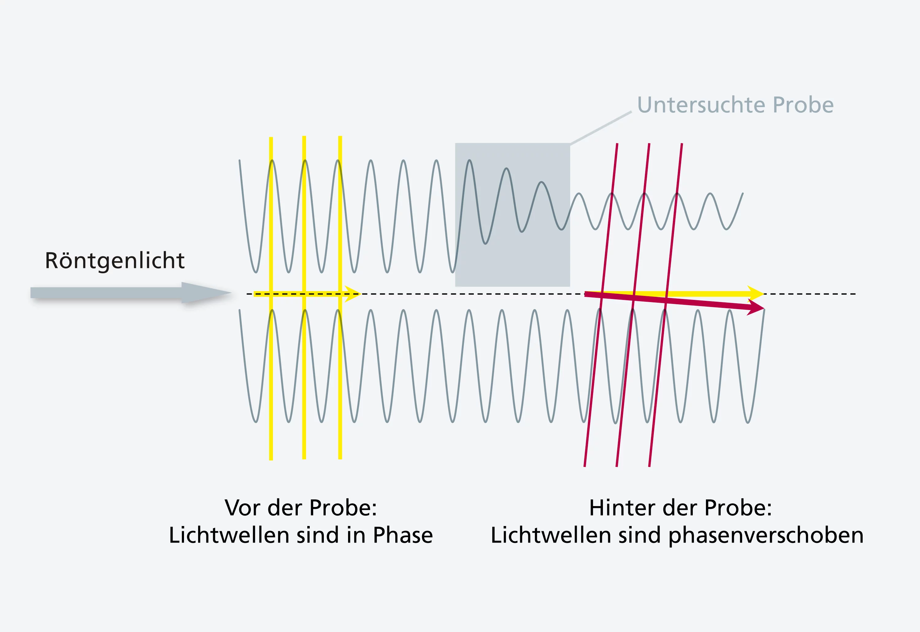 Prinzip der Phasenkontrastmethode: Licht, das sich durch Materie bewegt, wird nicht nur geschwächt, sondern läuft auch langsamer. Zwei Wellen, die anfangs „in Phase“ sind (Wellenberge beider Wellen sind nebeneinander) und dann durch verschiedene Materialien laufen, sind anschliessend phasenverschoben. Der Phasenunterschied enthält wichtige Informationen über den Aufbau des Untersuchungsgegenstands, die in der Phasenkontrastmethode genutzt werden. (PSI/M. Stampanoni und M. Fischer)