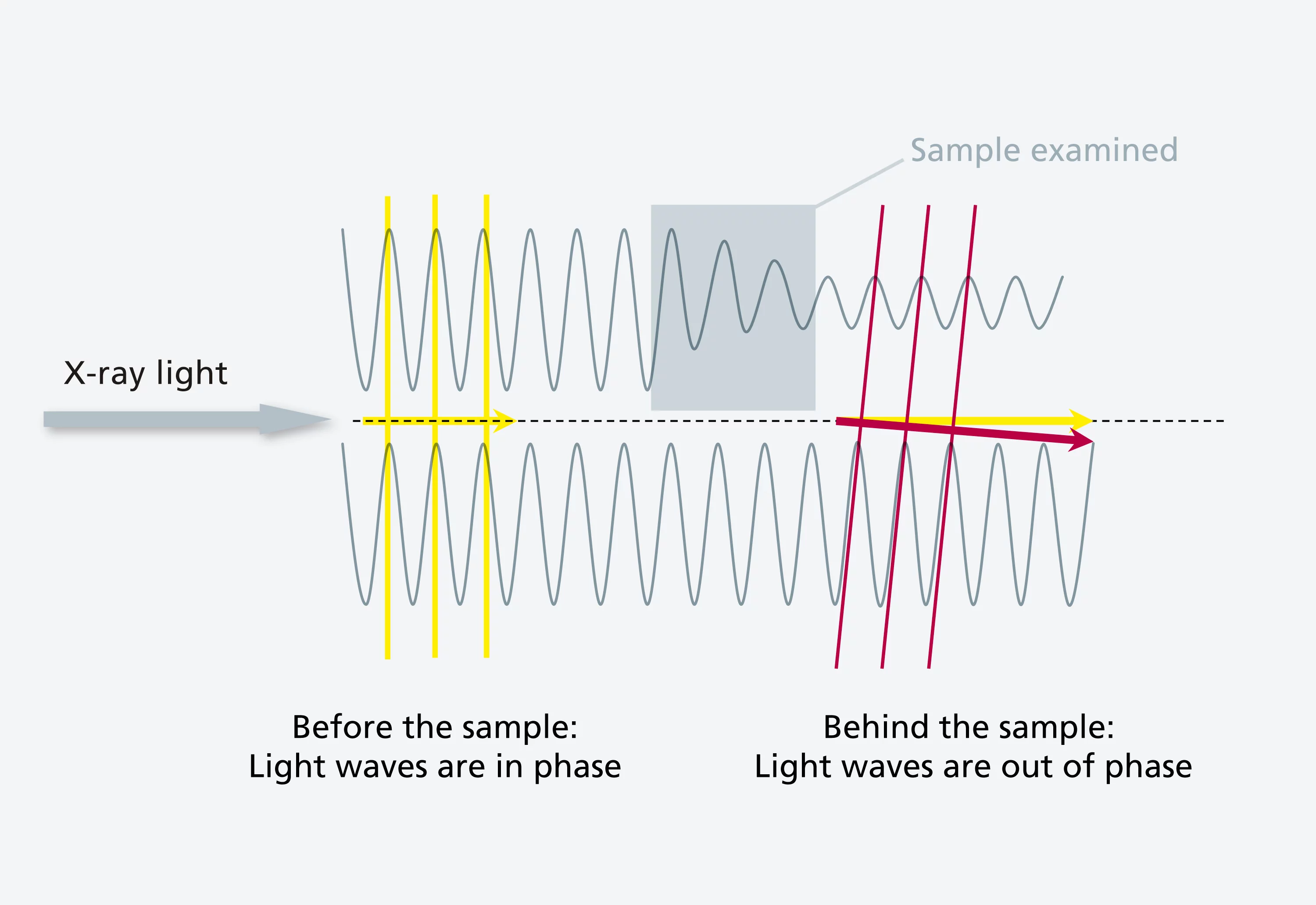The principle of the phase-contrast method: Light that passes through matter is not only attenuated, it also travels more slowly. Two waves that start off in phase (meaning the peaks of both waves are adjacent) and then pass through different materials are subsequently phase-shifted. The difference in phase contains important information about the structure of the object being examined, which can be utilised using the phase-contrast method. (PSI/M Stampanoni and M. Fischer)