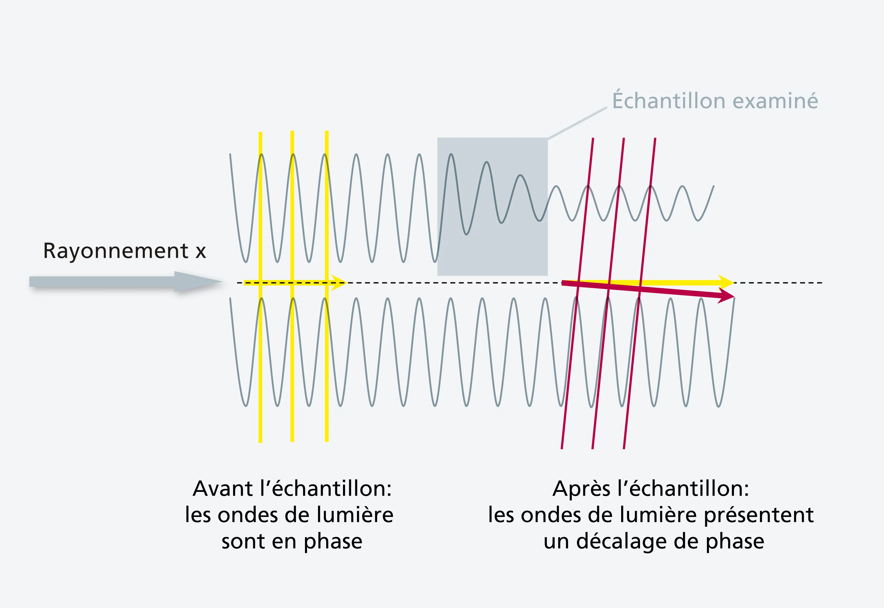 Principe de la méthode de contraste de phase: la lumière qui se déplace à travers la matière est non seulement atténuée, mais elle se déplace également plus lentement. Deux ondes qui sont initialement « en phase » (les sommets d’onde des deux ondes sont côte à côte) et qui traversent ensuite différentes matières présentent par la suite un décalage de phase. La différence de phase livre des informations importantes sur la structure de l’objet analysé, produit le contraste et donc permet sa visualisation. (P…
