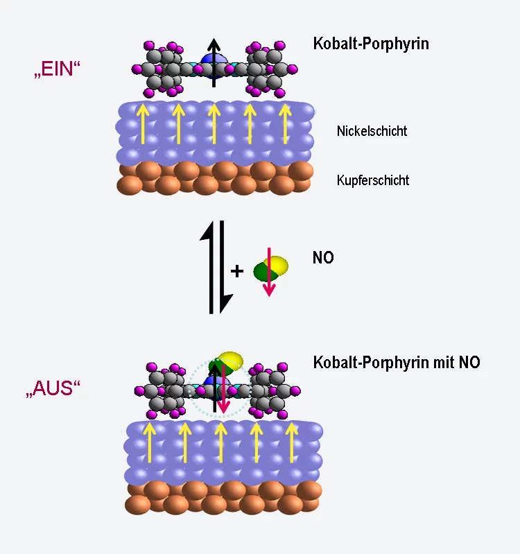 Ein Porphyrinmolekül mit einem Kobaltatom auf einer magnetisierten Nickelschicht. Oben: das magnetische Moment des Kobaltatoms (schwarzer Pfeil) folgt der Magnetisierung der Nickelschicht (grüne Pfeile) – das Molekül ist 'eingeschaltet'. Unten: Verbindet sich das Kobaltatom mit einem Stickstoffmonoxid-Molekül (NO), das auch ein magnetisches Moment hat, heben sich die Momente auf. Das Moment des Kobalt folgt nicht mehr der Magnetisierung - das Molekül ist 'ausgeschaltet'. (PSI/N. Ballav)