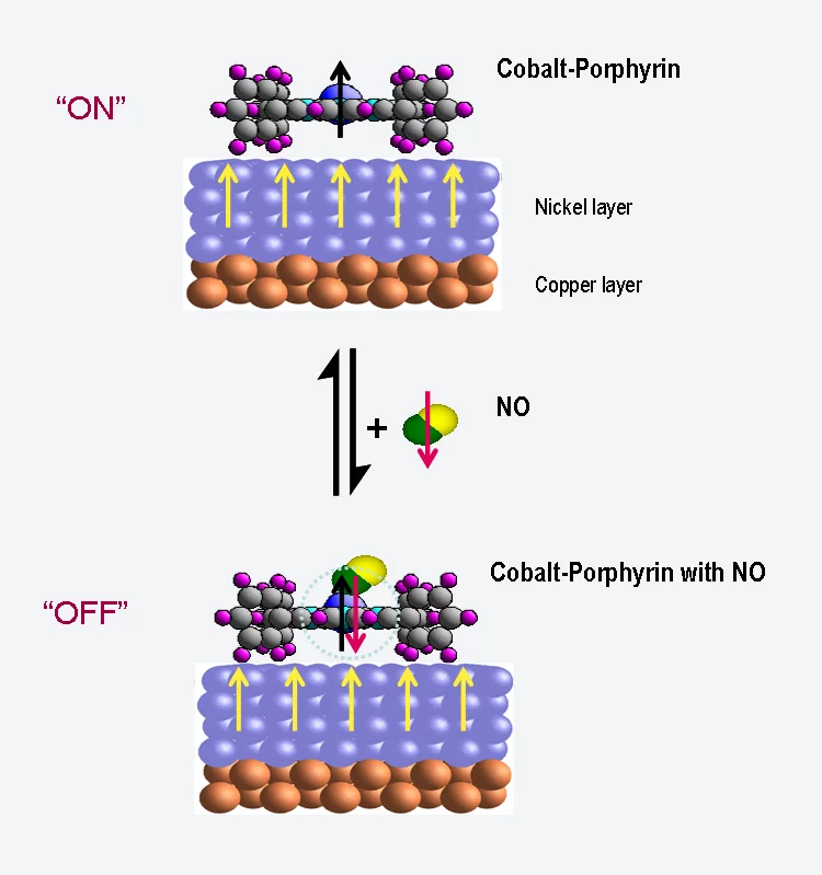 A molecule of porphyrin with a cobalt atom on a magnetized nickel film.Top: the magnetic moment of the cobalt atom (black arrow) folloes the magnetization of the nickel film (green arrows) – the molecule is switched on. Bottom: the cobalt atom connects with a molecule of nitric oxide (NO) also carrying a magnetic moment. The two moments cancel each other – the cobalt moment does not follow the magnetization anymore – the molecule is switched off. (PSI/N. Ballav)