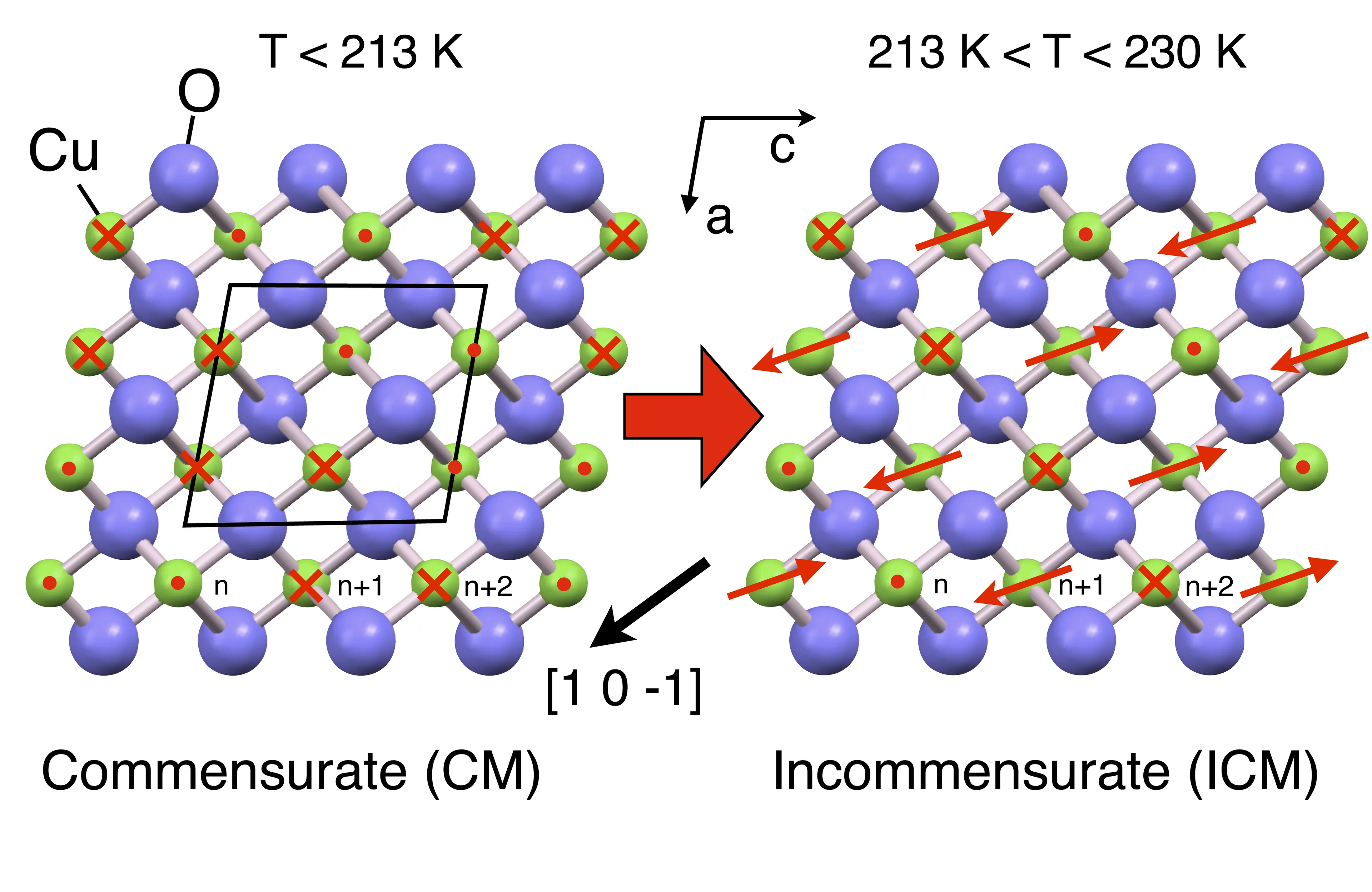 Detail of the structure of cupric oxide (CuO). The copper atoms (green) carry a magnetic moment, behaving like small compass needles. The direction of the magnetic moment is illustrated by a red arrow. A point means that the arrow is pointing out of the surface (we are looking at its sharp end), a cross shows that the arrow is pointing into the surface (we are looking at its tail end). The magnetic structure changes significantly as the temperature increases above 213 Kelvin (around -60°C). One aspect of t…
