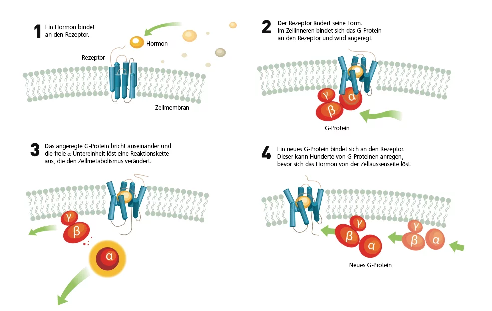 Wenn sich ein Hormon oder ein Geruchs- oder Geschmacksmolekül an einen Rezeptor an der Zelloberfläche ankoppelt, wird in der Zelle eine Reaktionskette ausgelöst.