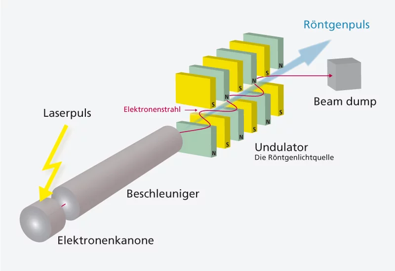 Prinzipskizze der SwissFEL-Anlage mit den entscheidenden Komponenten Die rote Linie deutet den Weg der Elektronen an. (Nicht massstabgetreu.)