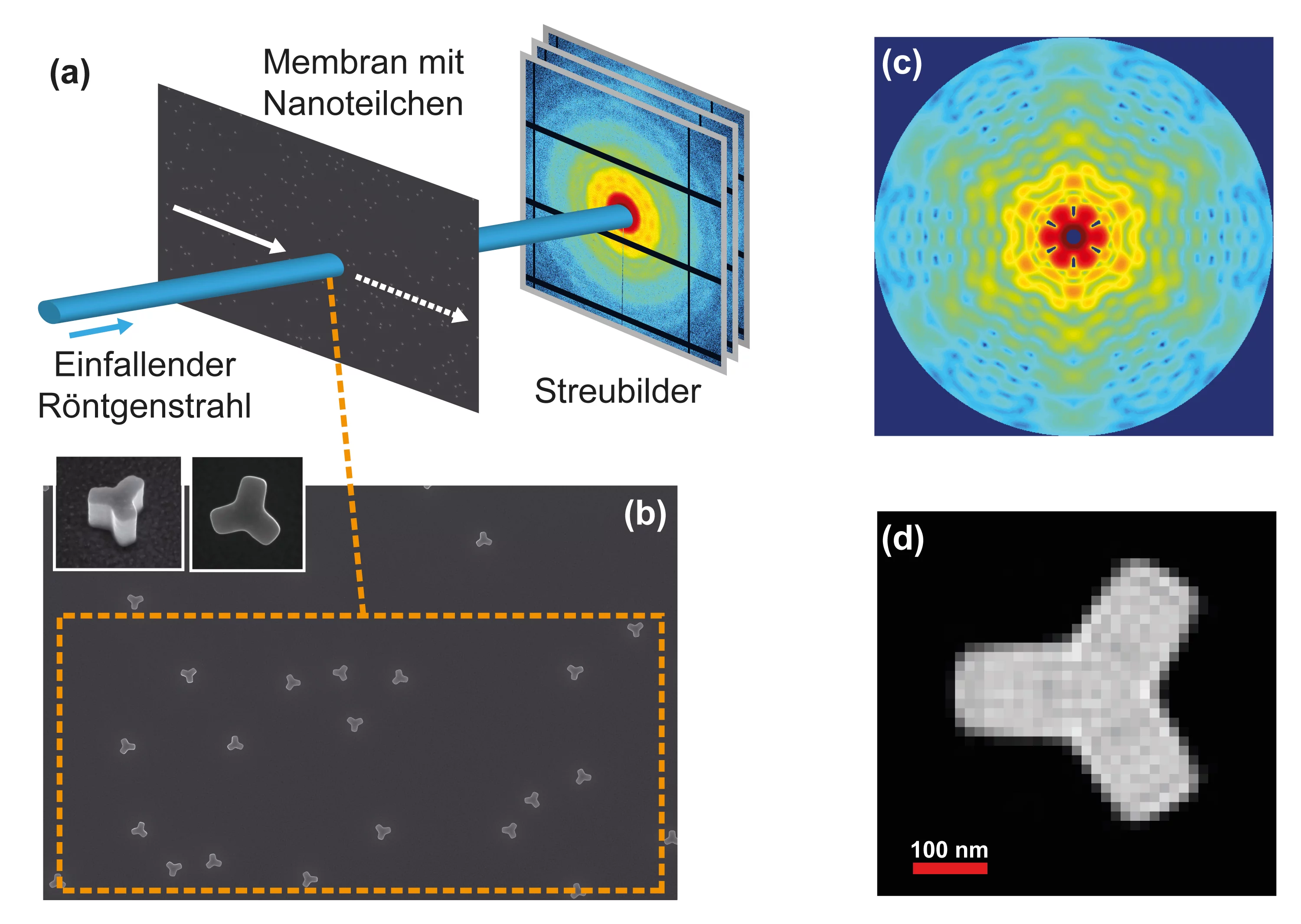 Prinzip des beschriebenen Verfahrens. Viele gleiche rund 300 Nanometer grosse Teilchen sind unregelmässig auf einer dünnen Membran verteilt (Bild b). Diese Membran wird an verschiedenen Stellen mit einem Röntgenstrahl aus der Synchrotron Lichtquelle Schweiz SLS des Paul Scherrer Instituts PSI durchleuchtet (Bild a). Dabei wird jedes Mal eine andere Konfiguration von Teilchen getroffen, zum Beispiel die in dem orange berandeten Bereich in Bild b. Dadurch wird ein Experiment simuliert, wie man es an einem Rö…
