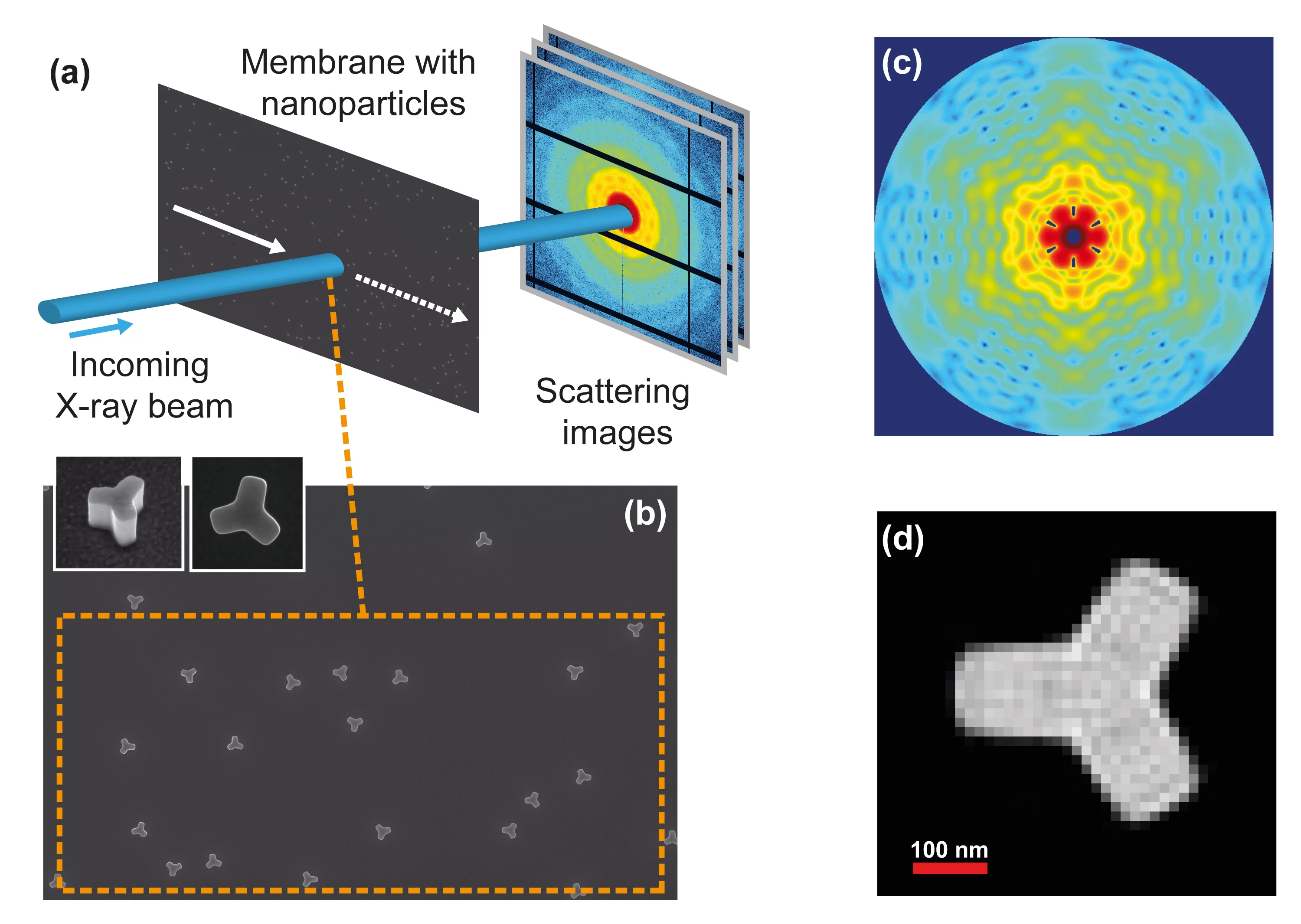 Principle of the method. Many identical particles, each approximately 300 nanometers in size, are distributed randomly on a thin membrane (Figure b). This membrane is illuminated at different locations with the X-ray beam of the Swiss Light Source (SLS) synchrotron (Figure a). Each such exposure covers a different particle configuration, for example that shown in the orange frame in Figure b. In this way, a structural determination of nanometer-sized objects at an X–ray laser is simulated. The resulting im…