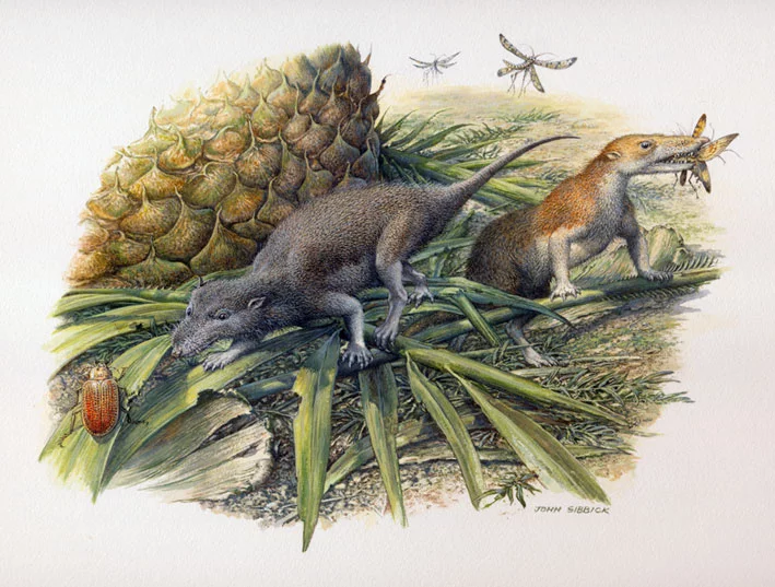 Die frühen Säugetiere Morganucodon und Kuehneotherium bei der Jagd. Diese Tiere haben im frühen Jura auf einer kleinen Insel in der heutigen Region Glamorgan im südlichen Wales gelebt. Bild: John Sibbick (www.johnsibbick.com); Copyright: Pamela Gill