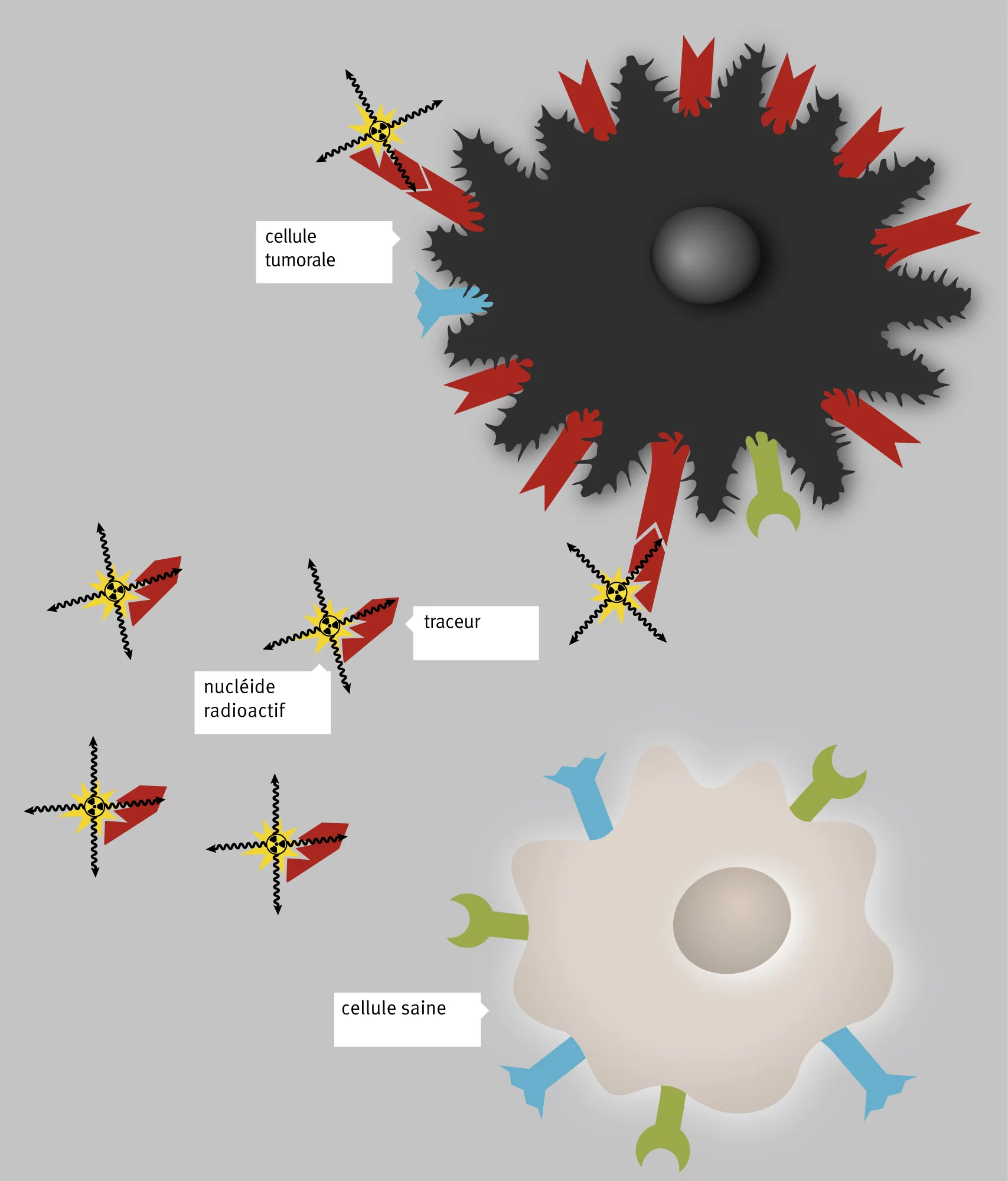 Les cellules cancéreuses se trouvent quelque part dans l’organisme, soit dans la tumeur proprement dite, soit dans ses métastases. A leur surface, elles portent certaines structures que l’on ne retrouve pas sur les cellules saines, ou alors seulement en concentration beaucoup plus faible. Les substances radioactivement marquées sont conçues de manière à correspondre précisément à ces structures, comme une clé à une serrure. Lorsqu’elles s’y arriment, elles émettent leur rayonnement et peuvent ainsi détruir…