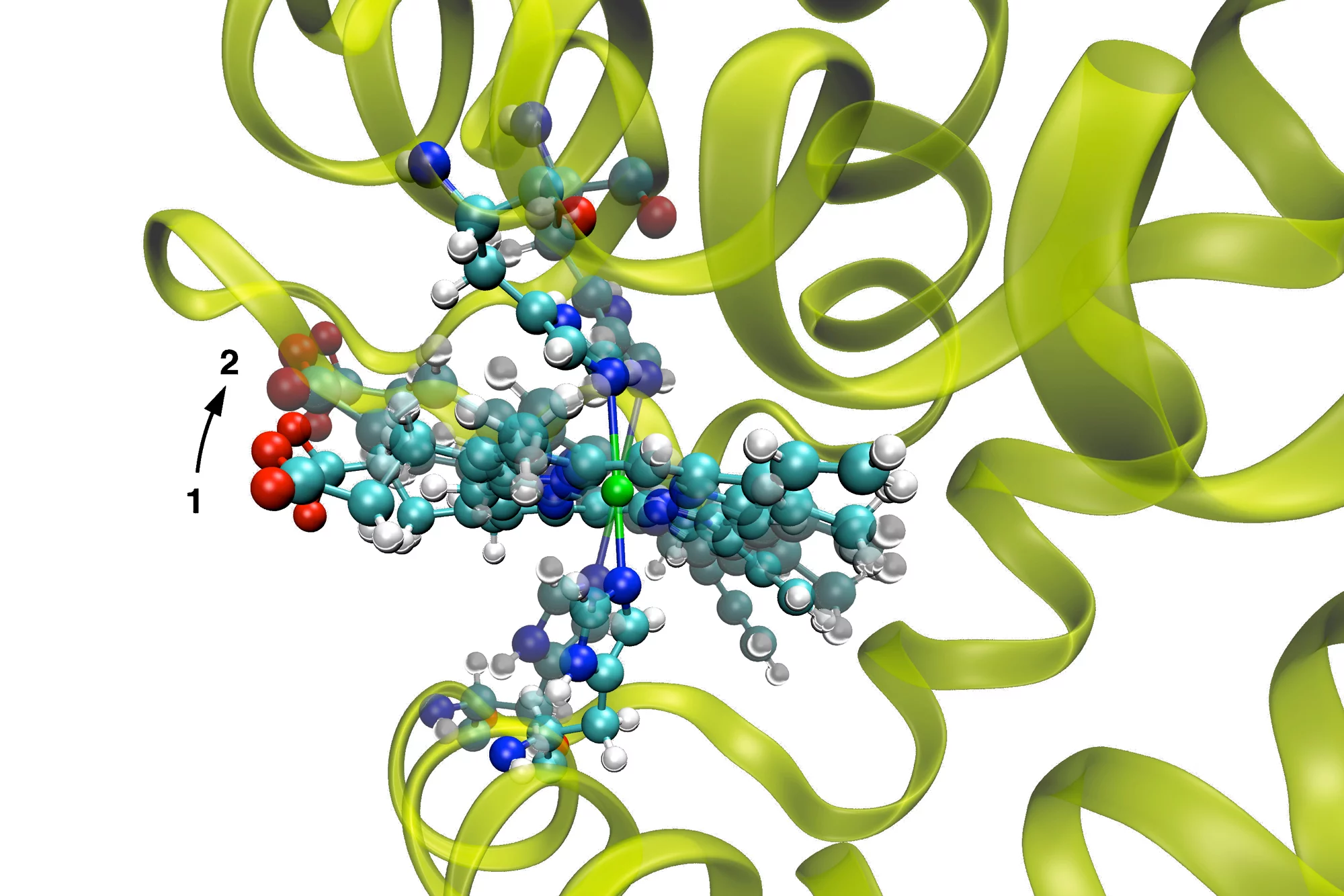 Le mouvement de la molécule de myoglobine (de la position 1 à la position 2), responsable de processus vitaux lors de la respiration, peut être prédit par ordinateur grâce à l’utilisation de méthodes adéquates de calculs. Ces modèles théoriques pourront être vérifiés de manière expérimentale avec un instrument comme le SwissFEL.