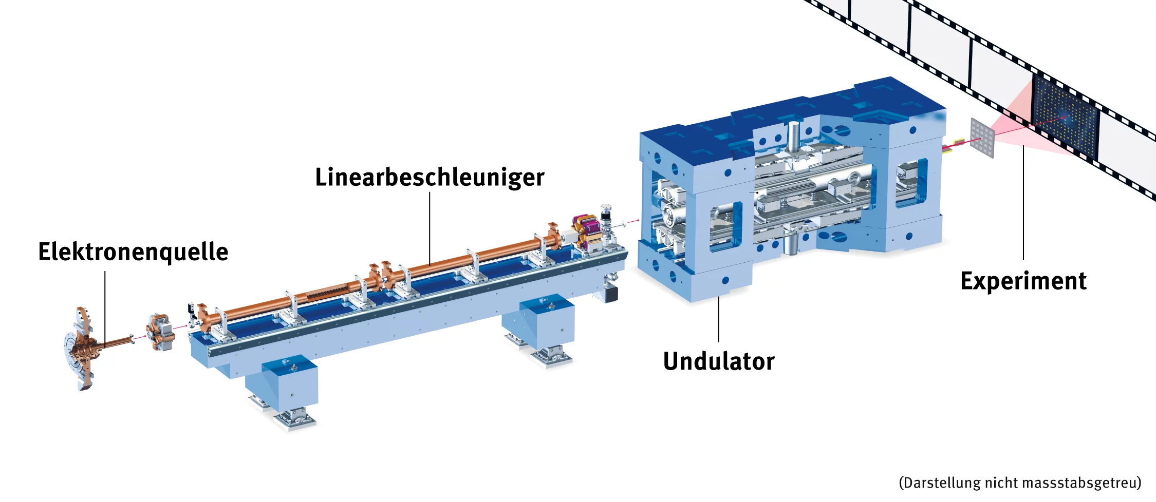 Skizze des SwissFEL. In der Elektronenquelle werden Elektronen freigesetzt, die dann im Linearbeschleuniger auf eine hohe Geschwindigkeit gebracht werden. In den Magnetanlagen der Undulatoren, werden diese Elektronen auf eine Wellenbahn geschickt und erzeugen dabei das Röntgenlicht, das für Experimente genutzt wird.