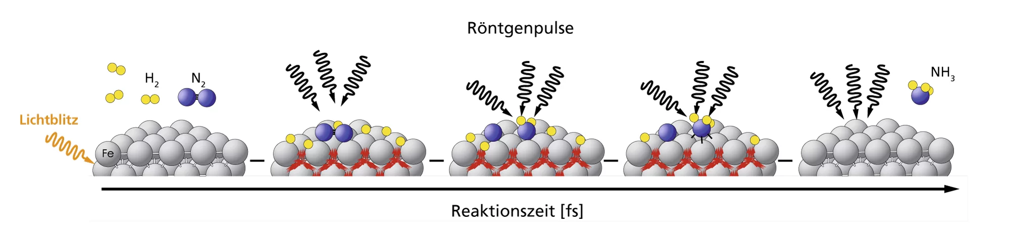 Viele Prozesse in Natur oder Industrie laufen so schnell ab, dass sie bisher nicht im Detail erfasst werden konnten. Wie das am SwissFEL gelingen soll, zeigt das Beispiel der Ammoniaksynthese, bei der sich Stickstoff (blau) und Wasserstoff (gelb) mit Hilfe von Eisen (grau) als Katalysator zu Ammoniak verbinden. Mit einem Laserpuls wird die Reaktion ausgelöst. Diese wird dann zu verschiedenen Zeitpunkten mit SwissFEL-Röntgenpulsen beleuchtet. Dadurch wird der jeweils aktuelle Zustand der Reaktion abgebildet…