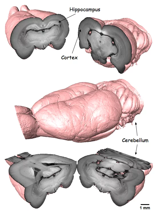 rat brain 3D cover hr.PNG