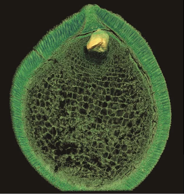 Virtual section through the middle of a seed from the Early Cretaceous exposing embryo and nutrient storage tissue. The tiny embryo shown in 3D has two rudimentary cotyledon primordia documenting the dicotyledonous nature of this extinct angiosperm. The fossil is reconstructed from synchrotron radiation X-ray tomographic microscopy measurements performed at the Tomcat beamline at the Swiss Light Source. Image: Else Marie Friis