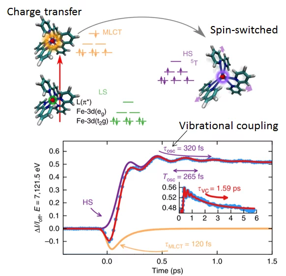 Electronic and structural transition on time domain: After excitation to charge transfer state (MLCT) the Fe(bpy)3 complex (negative amplitude signal) gets trapped in magnetic switched state  (positive amplitude signal), and executes coherent “breathing-like” motions.