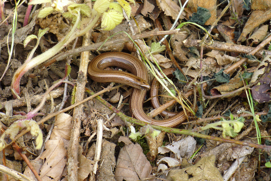 Slow worms (Anguis fragilis) are also local residents 