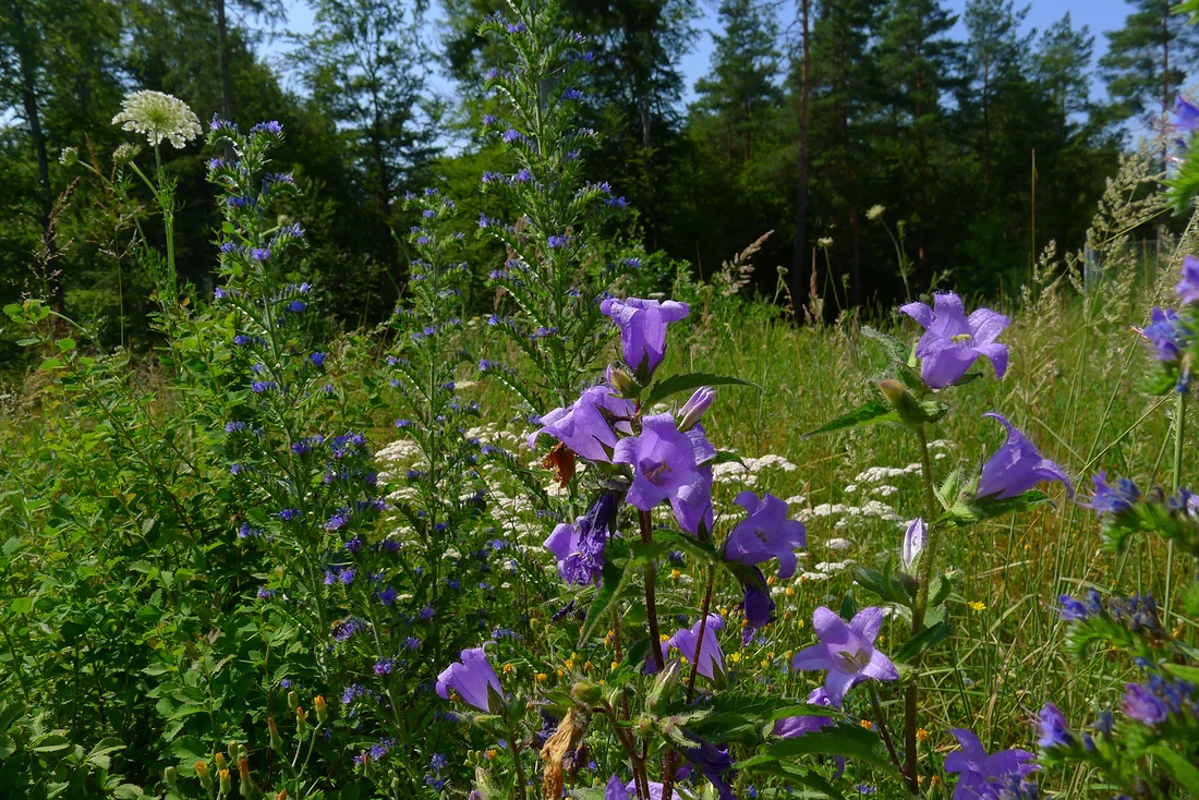 Around 200 different types of plant grow on and around the SwissFEL embankment. 