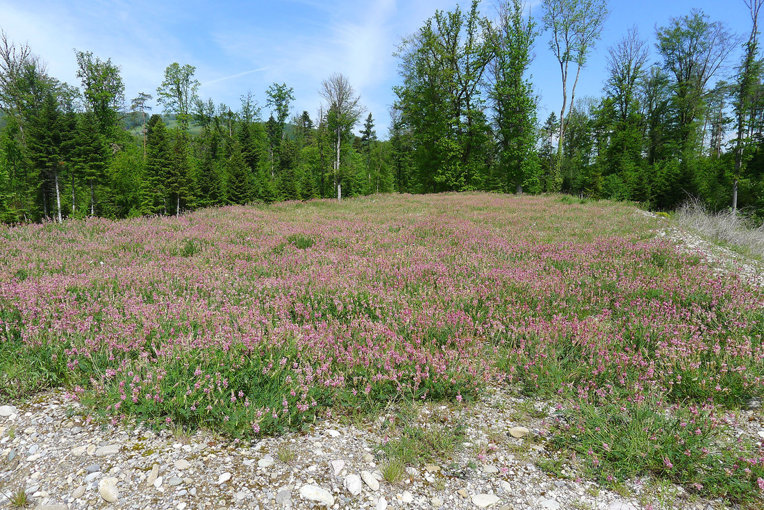 A blooming mass of sainfoin (Onobrychis viciifolia) ensures the black mortar bee has enough food for breeding and survival. 