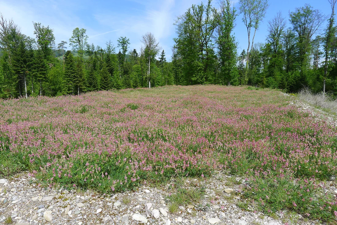 Ce tapis d’esparcettes en fleurs fournit assez de nourriture à la mégachile des murailles pour lui permettre de se reproduire. 