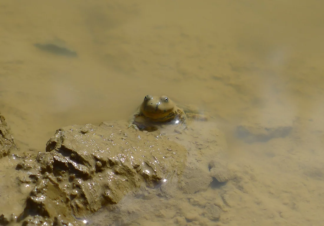 The yellow-bellied toad (Bombina variegata) is an endangered species in Switzerland and has taken up residence in the ponds at SwissFEL. 