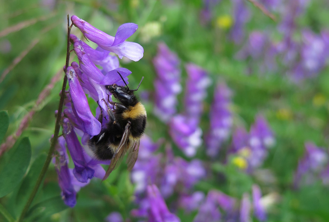 Les abeilles, les bourdons et d’autres insectes sont nombreux à apprécier l’offre florale abondante au SwissFEL. 