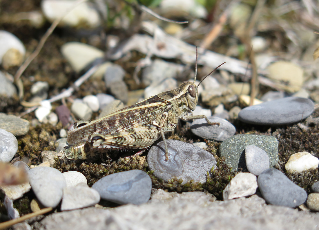 The Italian locust (Calliptamus italicus) is rarely seen in the canton of Aargau. In 2019 it settled on the SwissFEL site. 