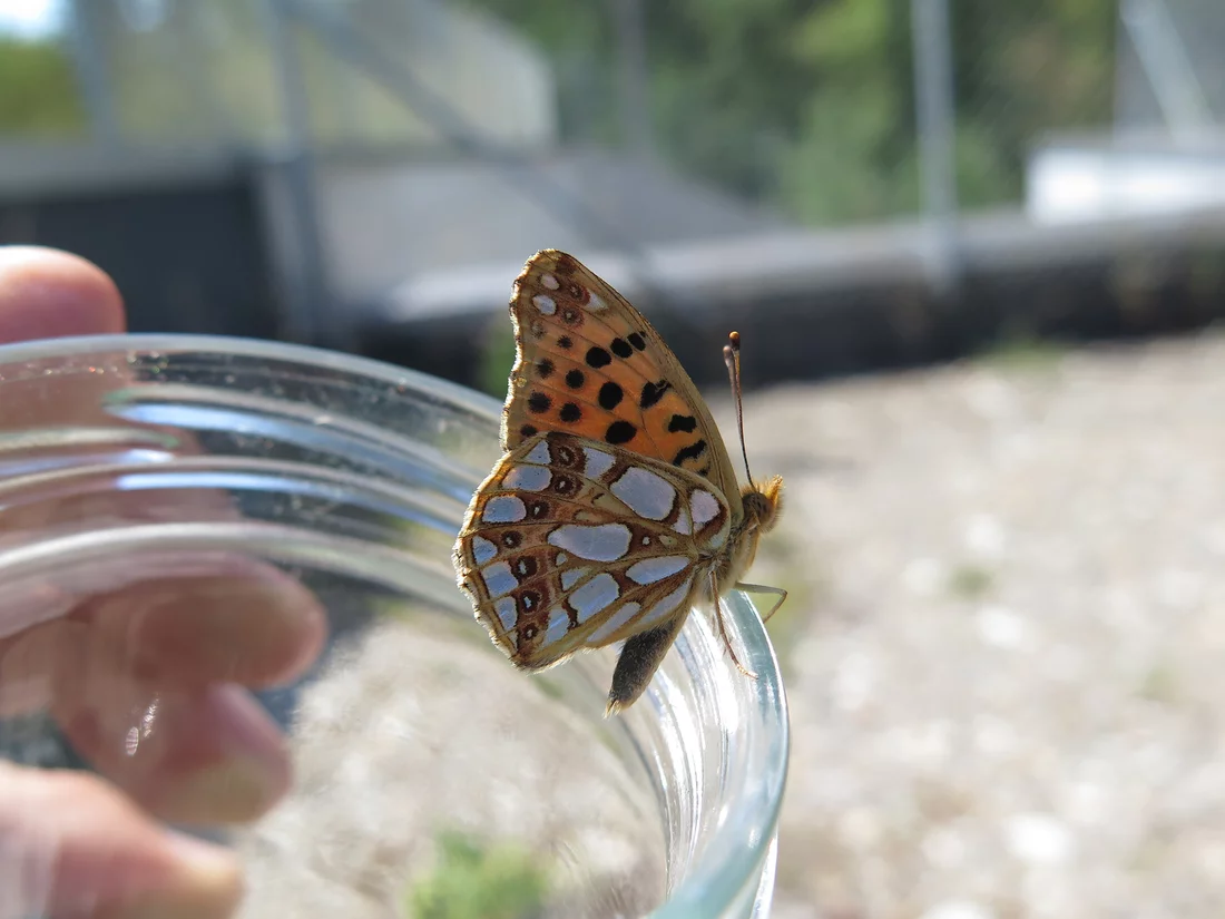 A small fritillary butterfly (Issoria lathonia) 