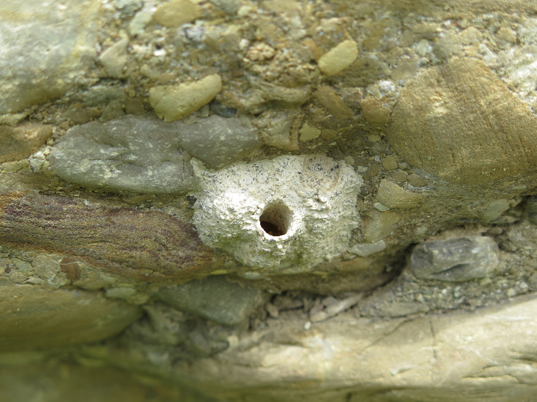 La mégachile des murailles (Megachile parietina) construit des nids en argile.