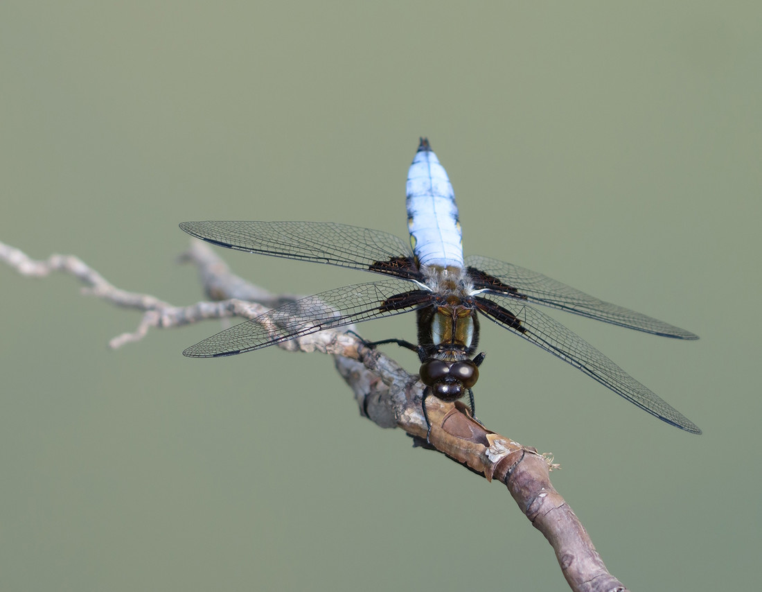 The broad-bodied chaser (Libellula depressa) is a type of dragonfly that captures its prey whilst in flight.