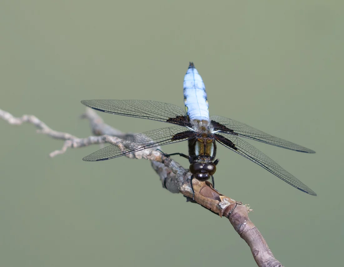 Der Plattbauch ist eine Libellenart, die Insekten im Flug fangen.