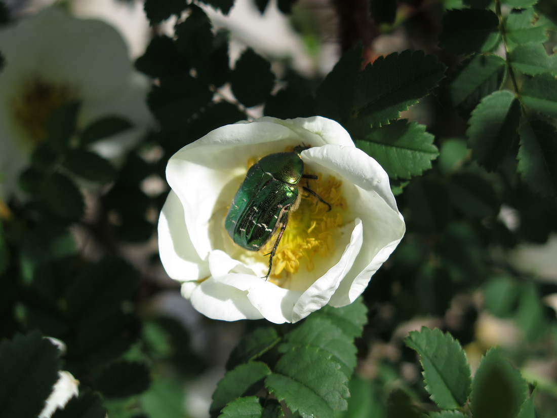 La cétoine dorée ou hanneton des roses vole d’avril à octobre et se nourrit du pollen et des étamines des fleurs. 