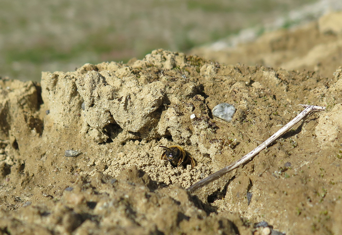 Au SwissFEL, les architectes paysagistes ont aménagé plusieurs lentilles de sable où les abeilles sauvages peuvent construire leur nid ou trouver des matériaux à cet effet. 
