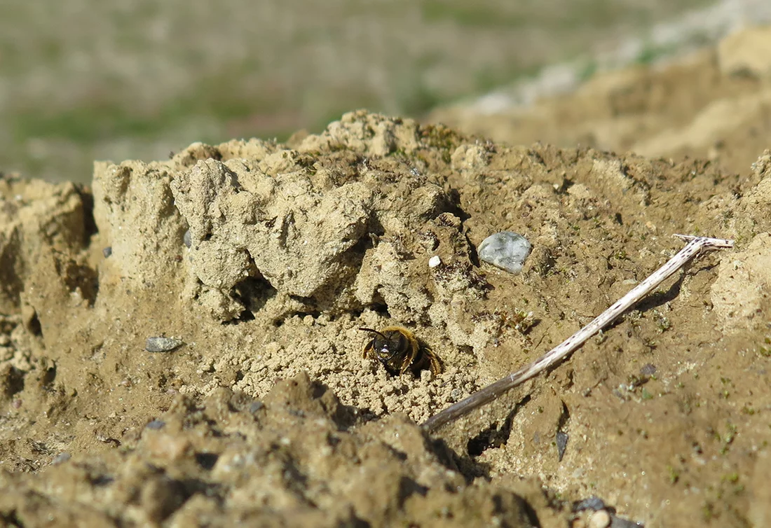 Landscape planners have created several sandy areas at the SwissFEL site to allow wild bees to build their nests or gather nesting material. 