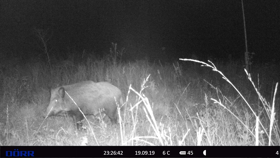 Wild boars make regular use of the wildlife crossings on the SwissFEL dam and are often captured by the infrared wildlife camera. 