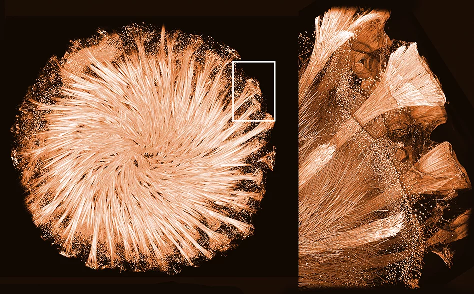 Cliché du squelette de verre de l’éponge Tethya aurantium réalisé par tomographie aux rayons X 