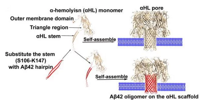 self-assembly of pores