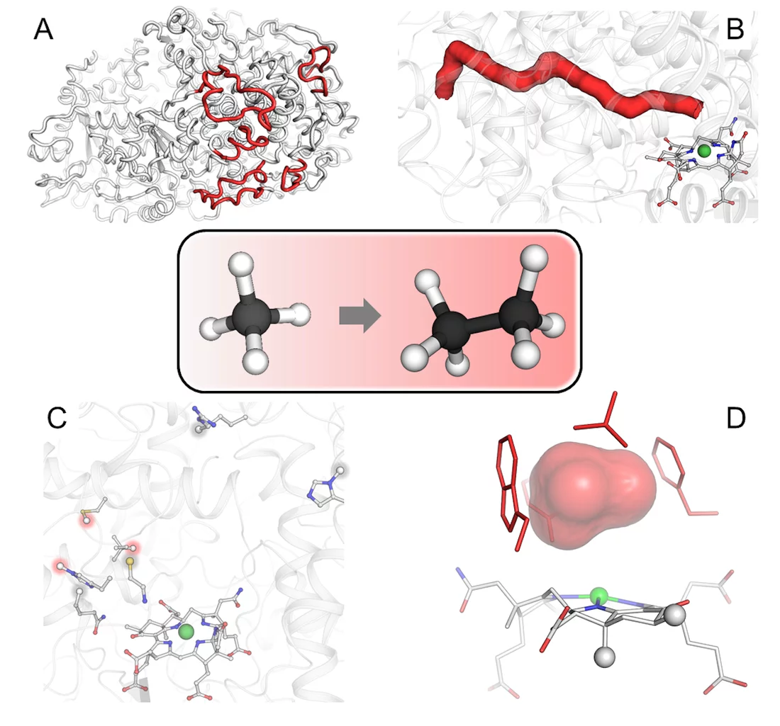 Fig. 3: Structural elements contributing to the ethane specialization. 