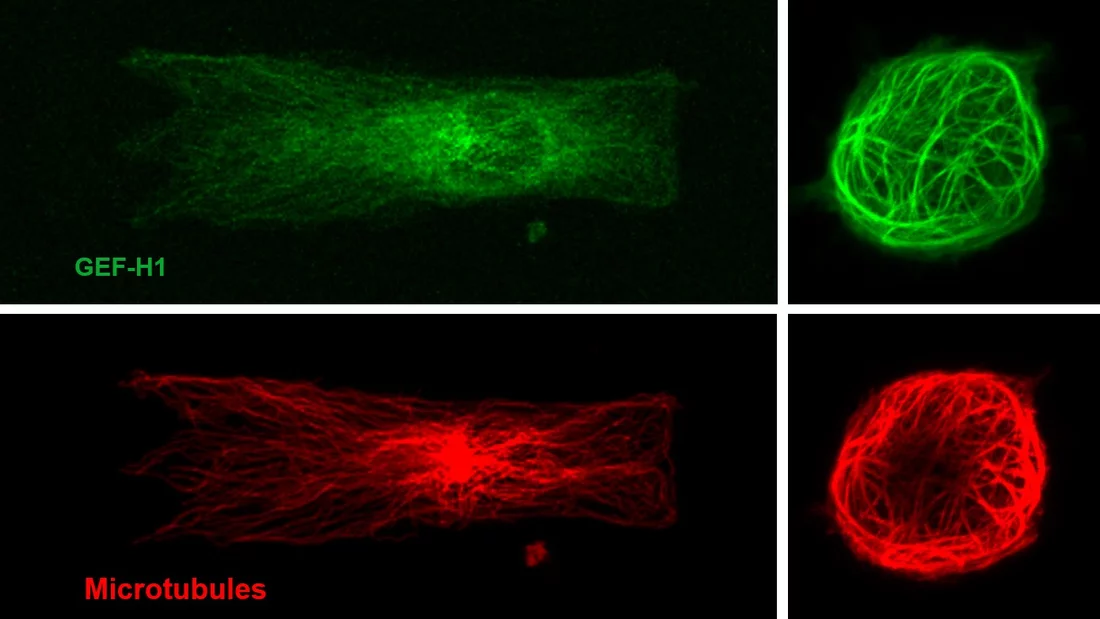 Microtubule and GEFH1 association in cells