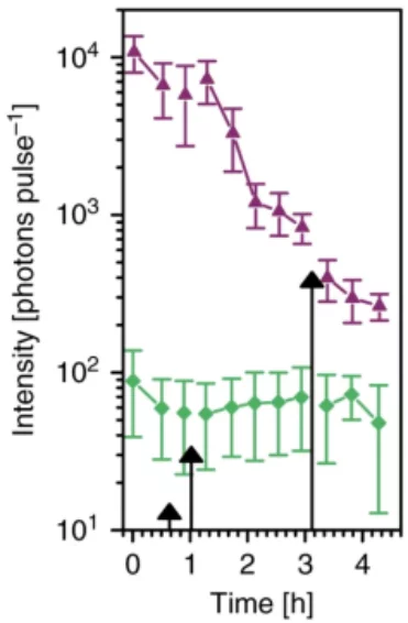 Response of the virus laser to ligand-binding