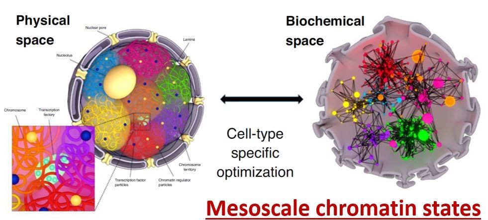 Mesoscale Chromatin States