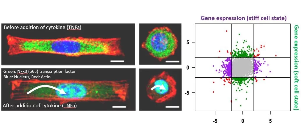 mechanical states and chromatin organization