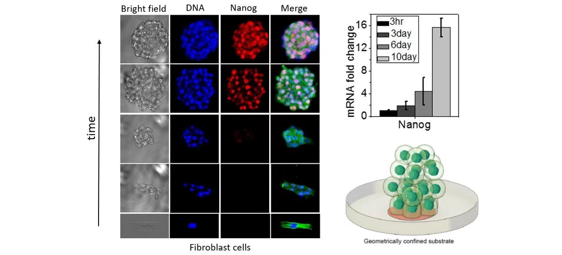 laterally confined cell growth