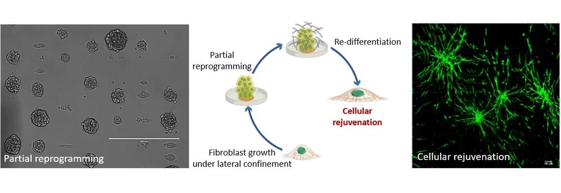 mechano-genomic routes