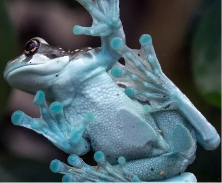Amazon Milk Frog