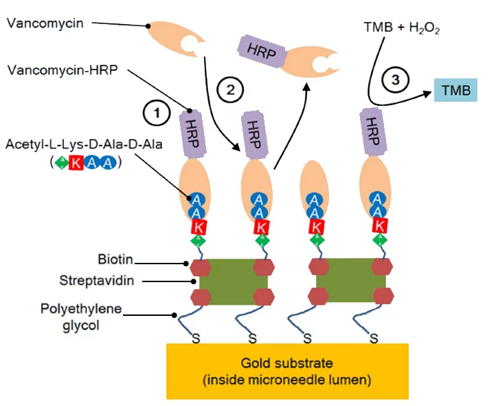 The chemical reaction scheme for the detection of vancomycin in low volume samples inside
microneedle lumens. Vancomycin-HRP is pre-loaded to the microneedle surface (1). Vancomycin present in the sample competes for the acetyl-L-lysine-D-alanine-D-alanine binding sites on the microneedle surface and displaces vancomycin-HRP (2). The enzyme-linked TMB assay is used to quantify (in the optofluidic detection chamber/waveguide) the level of bound vancomycin-HRP remaining on the surface (3).