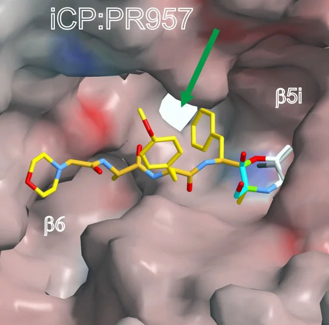 Bindung eines Hemmstoffs des Immunoproteasoms in die Bindungstasche der Immunoproteasom-Untereinheit LMP7 (Reproduced from Immuno- and constitutive  proteasome crystal structures reveal differences in substrate and inhibitor specificity, Eva M. Huber et al., Cell, 17. Februar 2012)